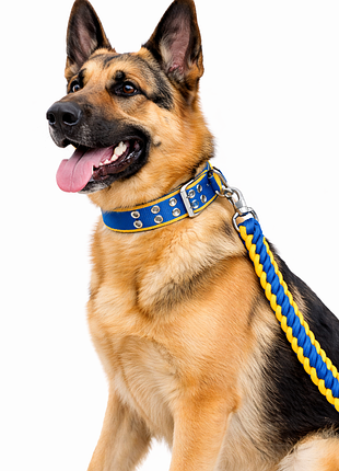 Ошейник с поводком 39-51см*130см нейлоновый для собак, желто-синий