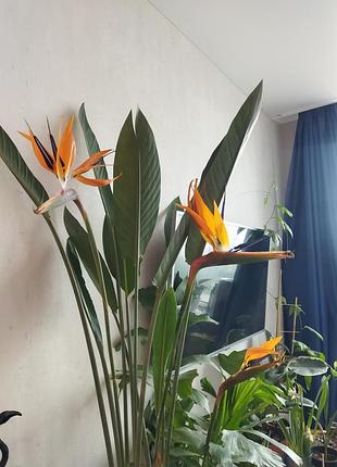 Стреллиция королевская strelitzia reginaee райская птичка