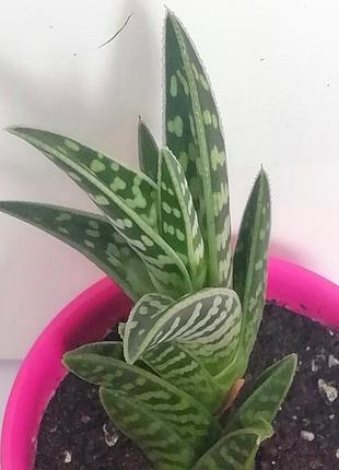 Алоэ тигровое, пестрое ( aloe variegata) 4