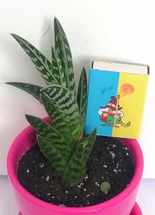 Алоэ тигровое, пестрое ( aloe variegata) 3