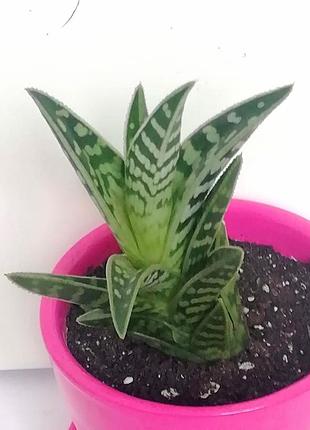Алоэ тигровое, пестрое ( aloe variegata)