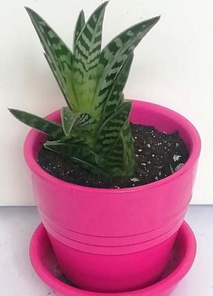 Алоэ тигровое, пестрое ( aloe variegata) 2