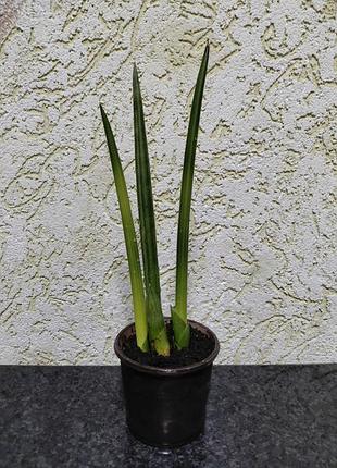 Сансевиерия цилиндрическая