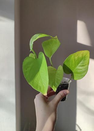Эпипремнум голден потос _ golden pothos 6