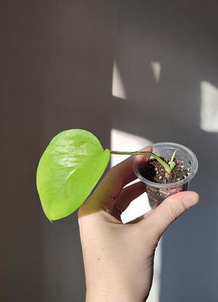 Эпипремнум голден потос _ golden pothos 2