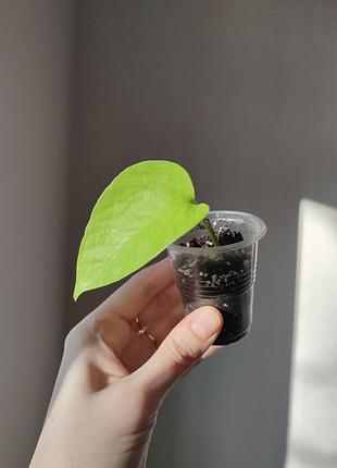 Эпипремнум голден потос _ golden pothos 7