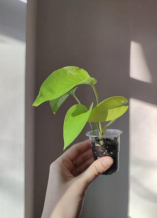 Эпипремнум голден потос _ golden pothos 5