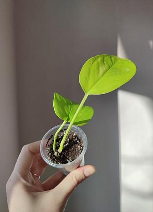 Эпипремнум голден потос _ golden pothos 3