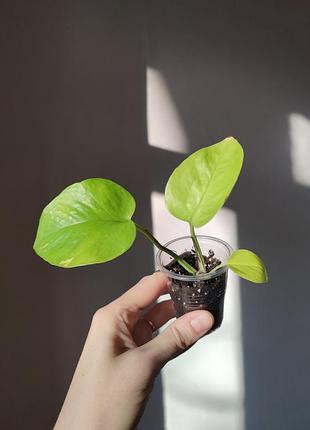 Эпипремнум голден потос _ golden pothos 4