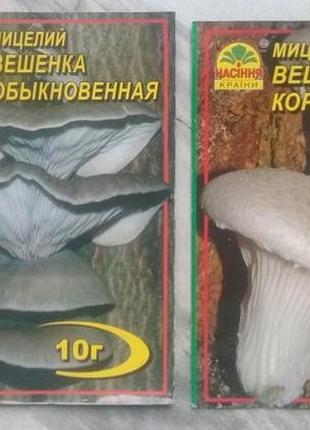 Міцелій гливи звичайної