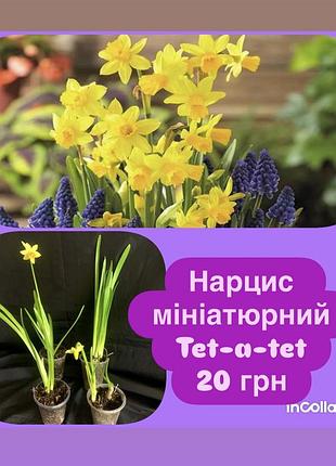 Нарцис мініатюрний tet-a-tet
