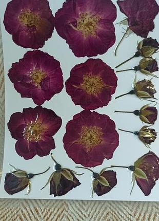 Сушеницы плоская сушка, для эпоксидной смолы, творчества, школы, свечей, украшений