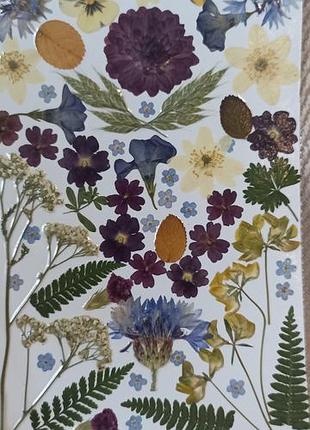 Разнообразные сухоцветы, плоская сушка, для эпоксидной смолы, изготовление украшений, свечей, картин