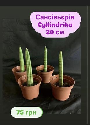 Сансівьєрія cyllindrika 20 см