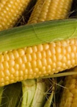 Кукуруза кормовая солонованский 298 св 1 кг тм наситание украины