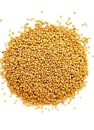 Гірчиця польова, жовта 25кг тм україна