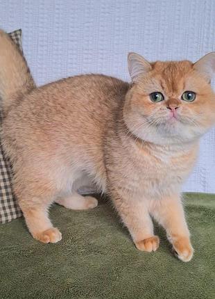 Мишка золотая шишина, шотландский мальчик