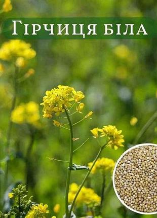 Гірчиця польова, біла 1кг тм україна