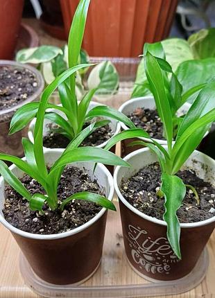 Хлорофітум зелений chlorophytum comosum 2