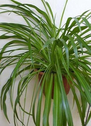 Хлорофитум зеленый chlorophytum comosum
