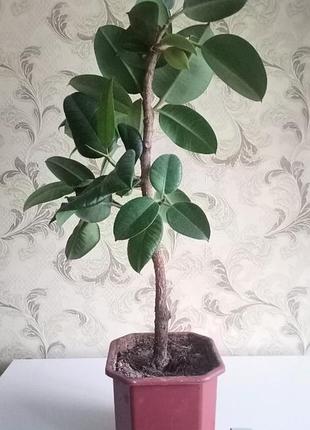 Фікус каучуконосний. 70 см.