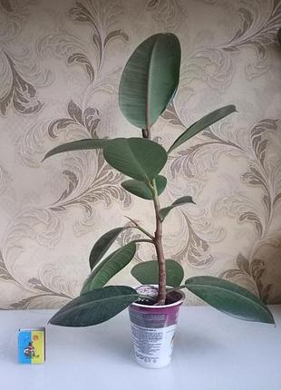 Фікус каучуконосний. 43 см. 2