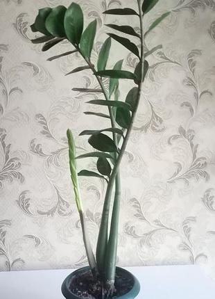 Замиаккулькуш. 76 см 7