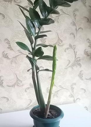 Замиаккулькуш. 76 см