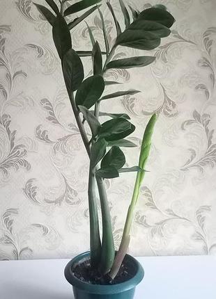 Замиаккулькуш. 76 см 2