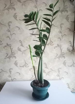 Замиаккулькуш. 76 см 4