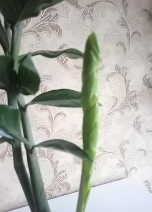 Замиаккулькуш. 76 см 9