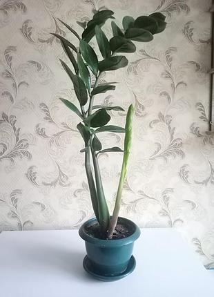Замиаккулькуш. 76 см 8