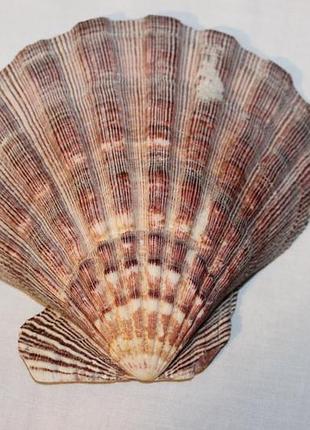 Морская раковина, мушля