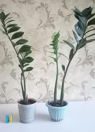 Замиакулькуш (долларовое дерево) 4
