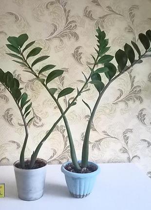 Замиакулькуш (долларовое дерево) 2