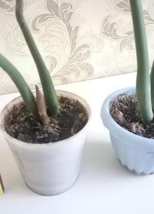 Замиакулькуш (долларовое дерево) 6