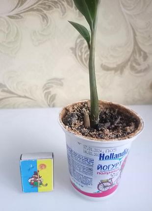 Замиакулькас долларовое дерево 5