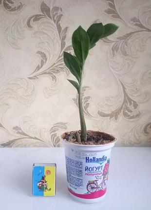 Замиакулькас долларовое дерево 4