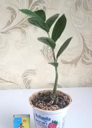 Замиакулькас долларовое дерево 2