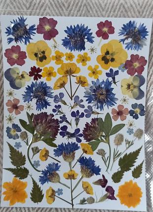 Сушеницы прессованные, сухоцветы плоская сушка, сухоцветы для эпоксидной смолы, сухоцветы для творчества, сухоцветы для украшений