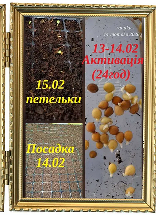 ‼️розпродаж мімоза сором'язлива/мимоза стыдливая семена/насіння