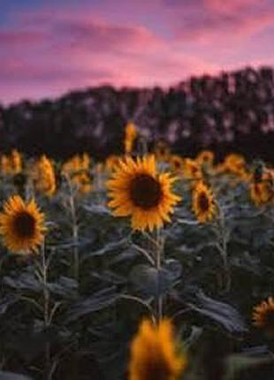 Алмазная мозаика "поле подсолнухов на закате", без подрамника, 30*40см, в кор. 39*8*3см, тм dreamtoys
