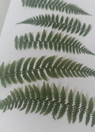 Сушеницы прессованные, сухоцветы папорот, сухоцветы плоская сушка, сухоцветы для эпоксидной смолы