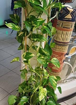 Рослина epipremnum aureum золотий потос, диявольський плющ