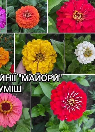 Насіння цинії, майори, насіння однолітніх квітів