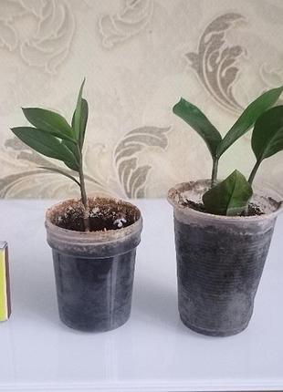 Замиакулькуш (долларовое дерево) 3