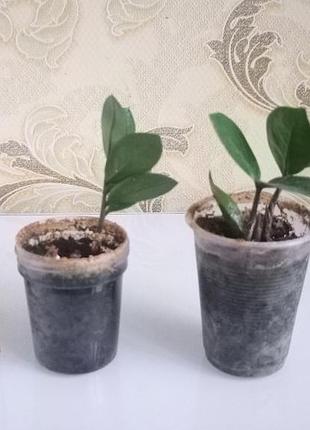 Замиакулькуш (долларовое дерево) 2