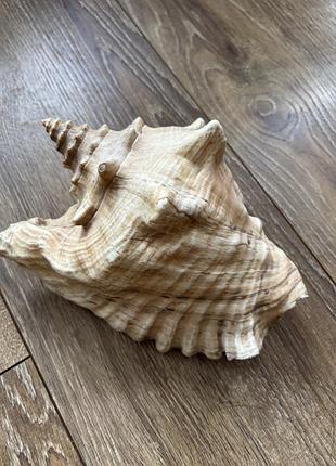 Мушля океанічна