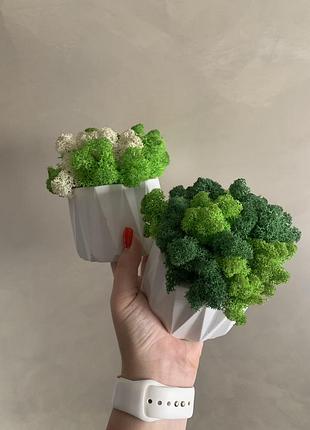 Кашпо зі стабілізованим мохом