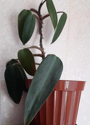 Филодендрон красный philodendron erubescens филодентрон 2